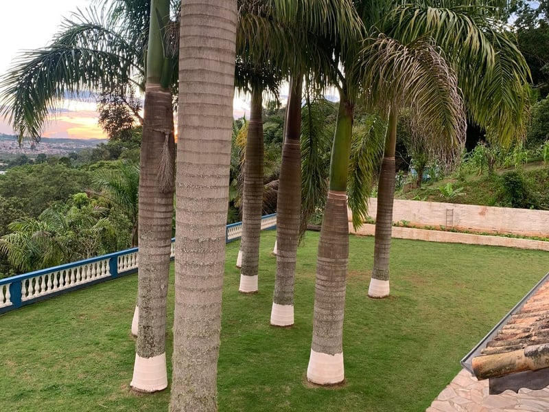 Sítio com 6 quartos à venda